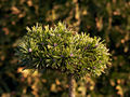 Pinus mugo var rotundata Kvaca IMG_2977 Sosna kosodrzewina